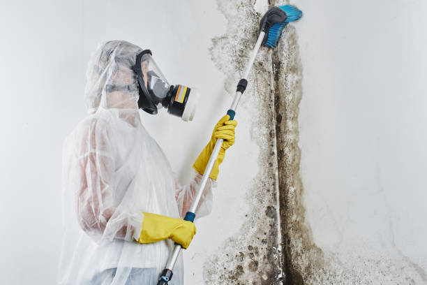 Best Emergency Mold Removal  in Gahanna, OH