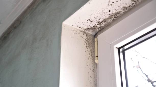 Best Toxic Mold Removal  in Gahanna, OH