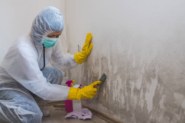 Professional Mold Removal in Gahanna, OH