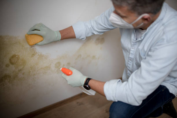 Best Mold Remediation  in Gahanna, OH