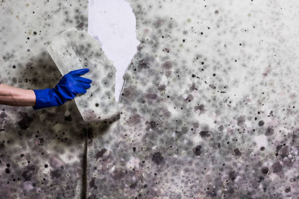 Mold Removal and Inspection in Gahanna, OH
