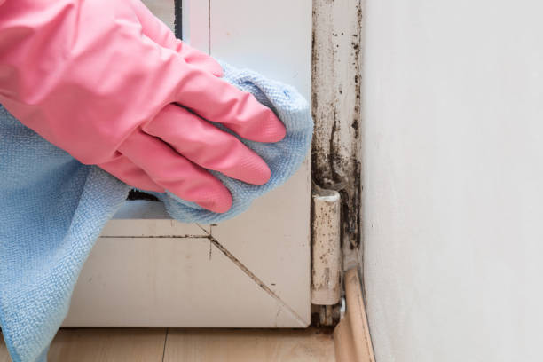 Mold Removal Process in Gahanna, OH