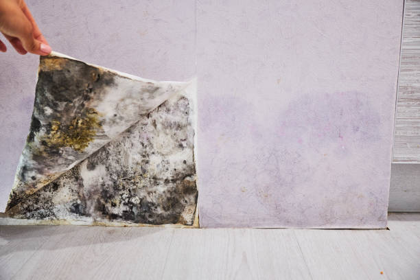 Best Mold Removal Company Near Me  in Gahanna, OH